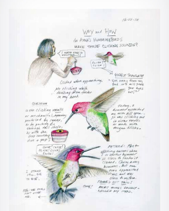 The Backyard Bird Chronicles page with illustrations of hummingbirds.