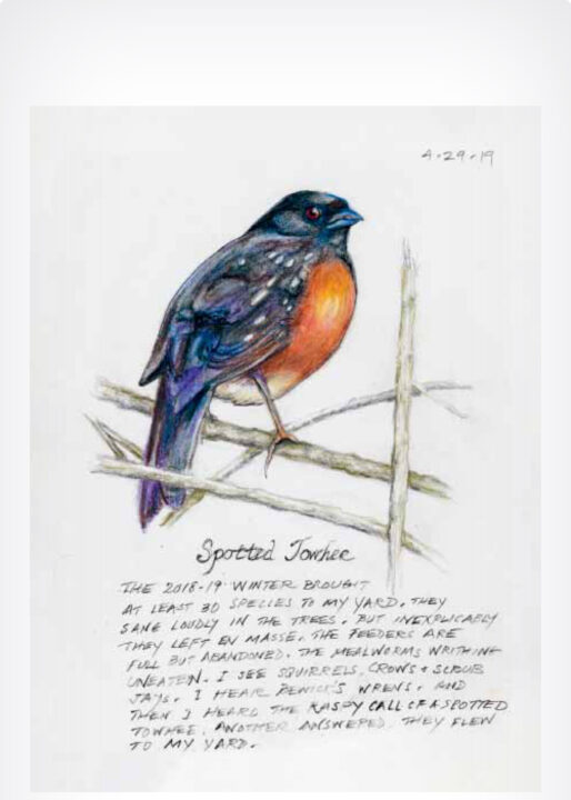 The Backyard Bird Chronicles page with illustration of Spotted Towhie