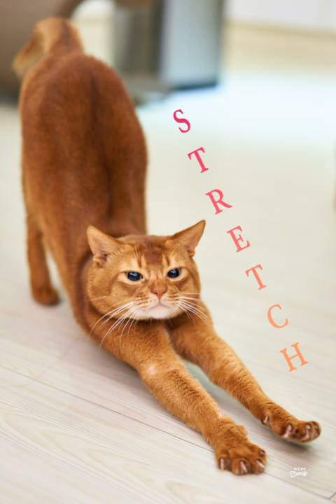 Stretch with a cat stretching